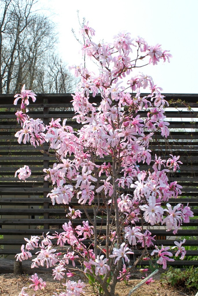 Magnolia v květu