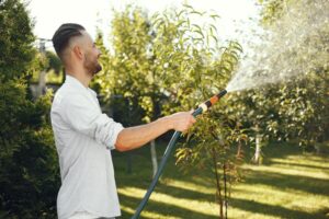 Muž zalévající ovocné stromy v zahradě